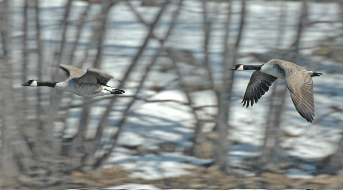 christmascardposts-007 Midwinter Geese by Pete Wuebker