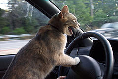 roadragecatbypdxdj Photo by PDXdj