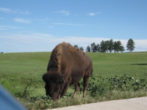 IMG_0767