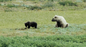 alaska1 bears