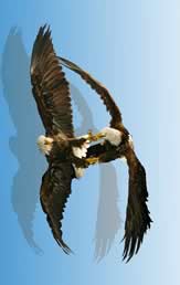 eagles