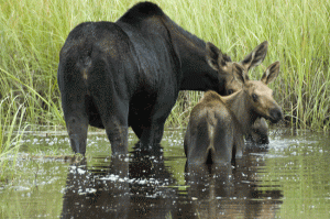 MOOSE COW BABY 3