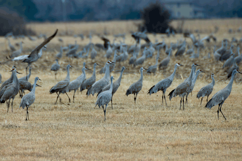 kearney nebraska bird migration