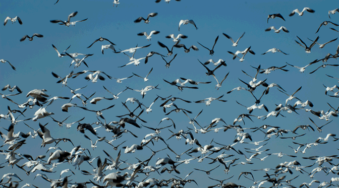 Snow Geese Take Off 2 Chen caerulescens