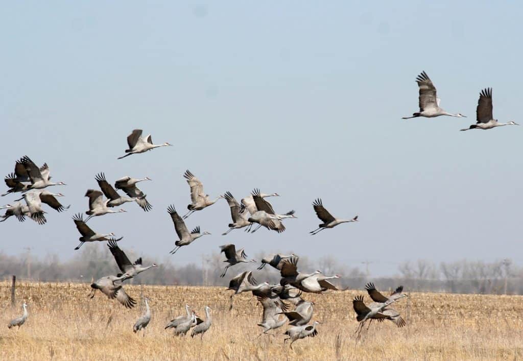 sandhill cranes migration