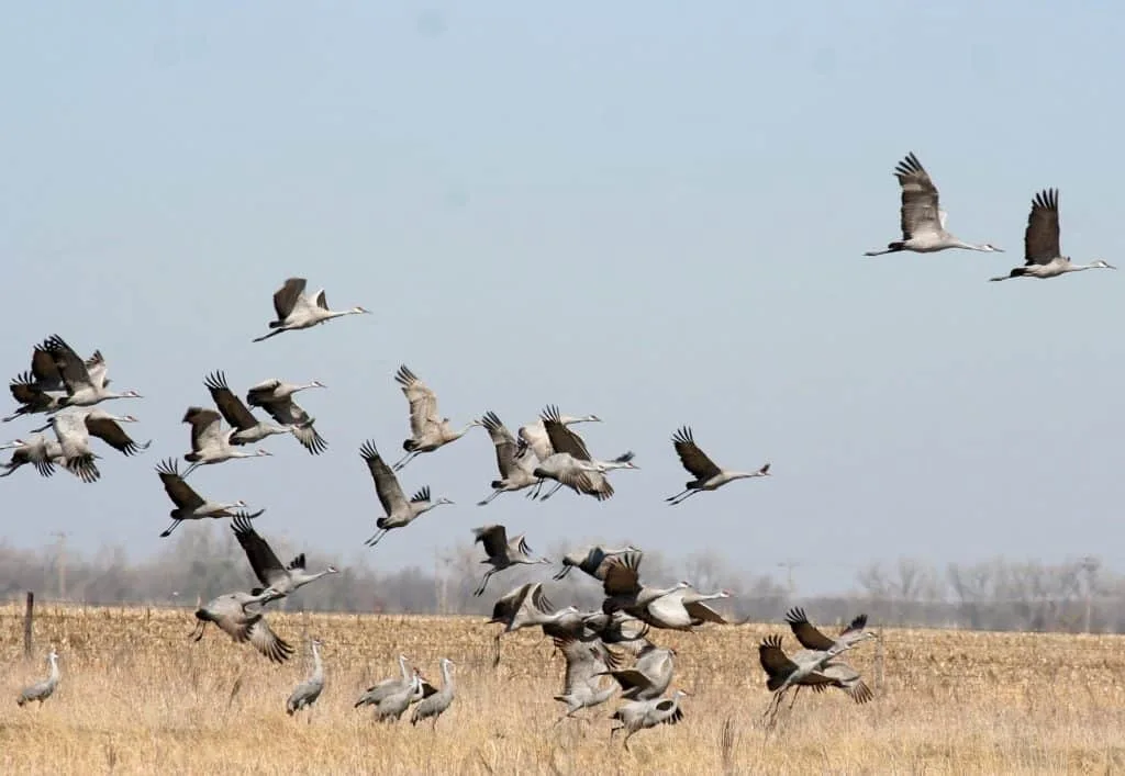sandhill cranes migration