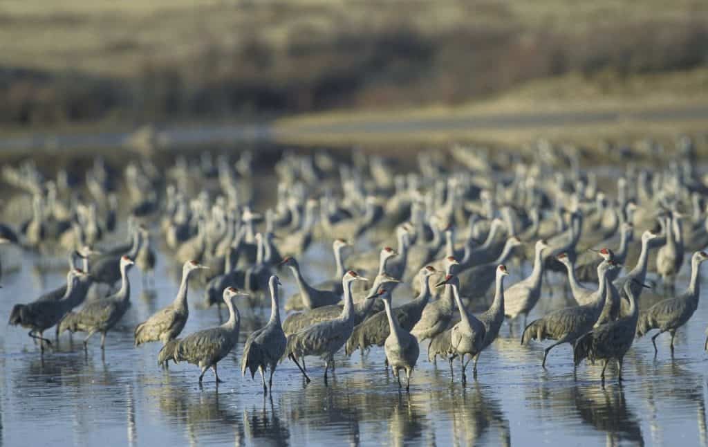 Sandhill Cranes Migration A Pause Along the Mississippi Flyway in the