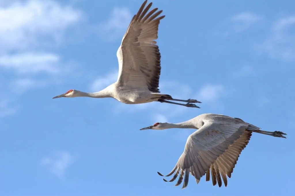 sandhill cranes nebraska