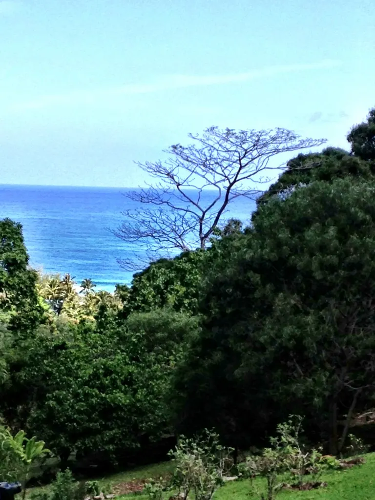 Acacia tree frames the ocean view from Limahuli Garden