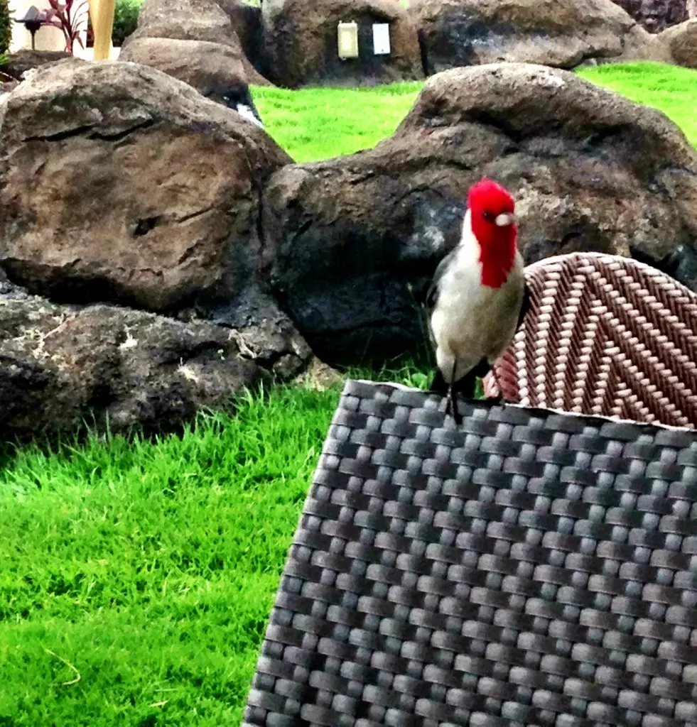 red crested cardinal