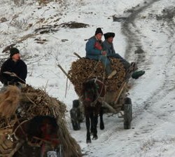 stock footage danube delta romania january horse drawn carts carrying reed on january in danube