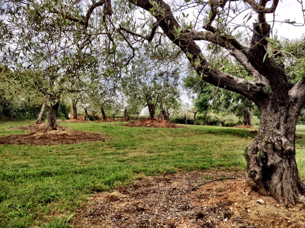 Ancient olive grove