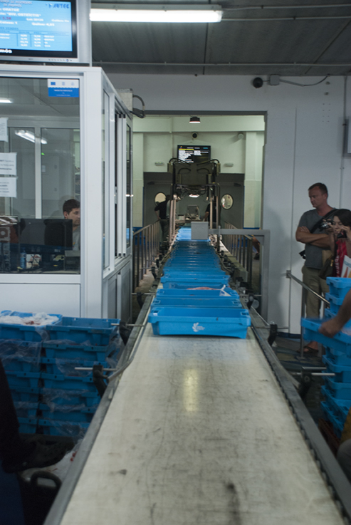 Palamos Fish Auction Trays Being Valued LR