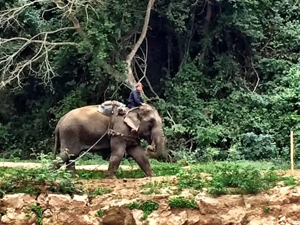 Luang Prabang working elephant