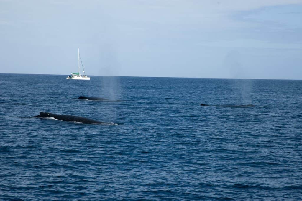 Humpback Whales Near Maui Hawaii