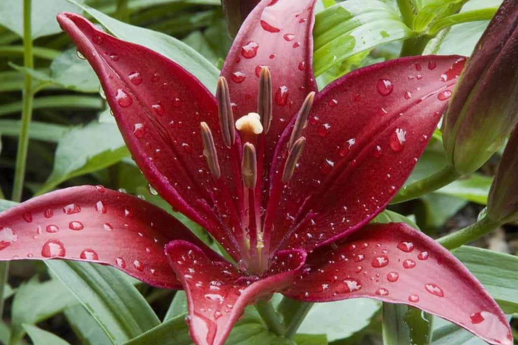 Red Asiatic Lilly 2