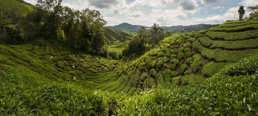 Cameron Highlands places to visit in Malaysia