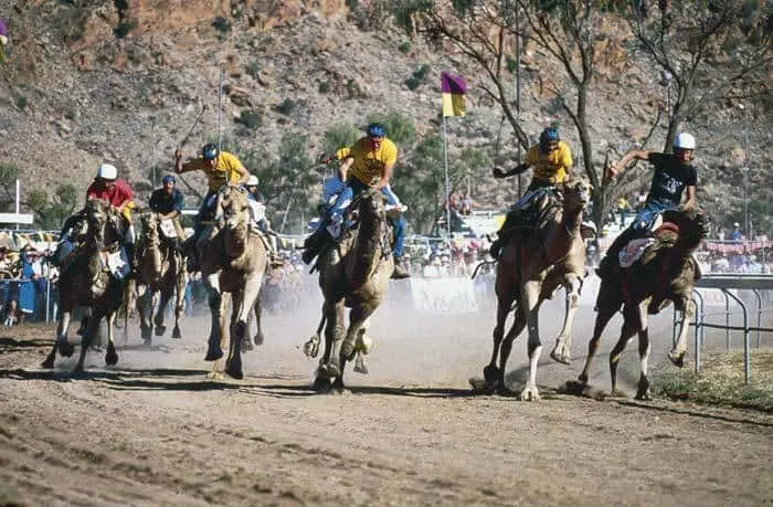 unique bucket list ideas for australia camel racing