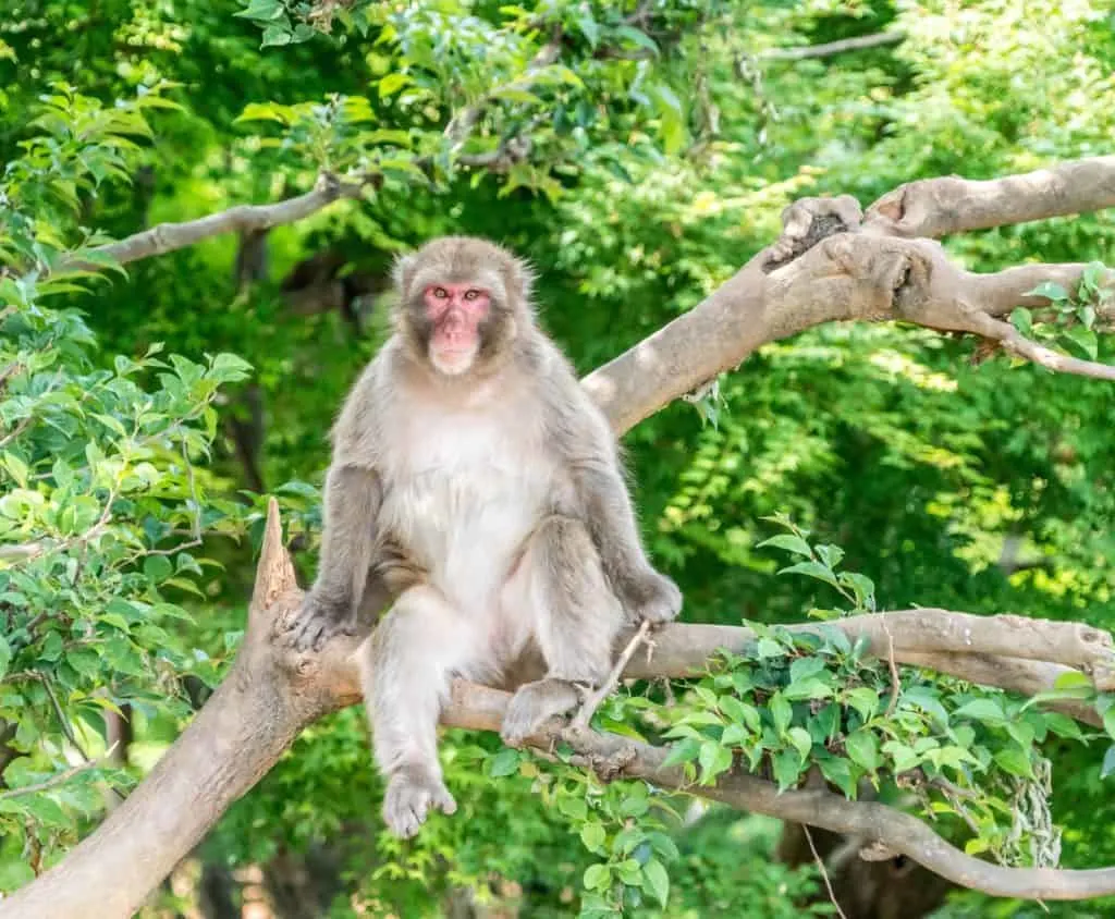 crazy fun things to do in Japan monkey park