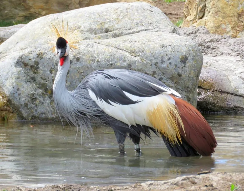 grey crowned crane