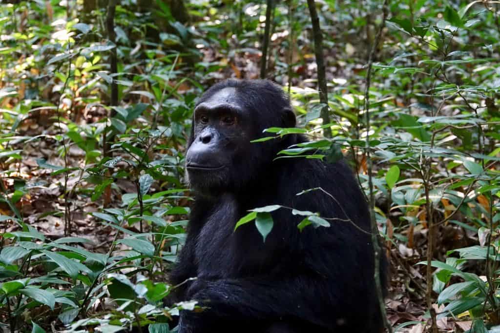 chimpanzee in jungle