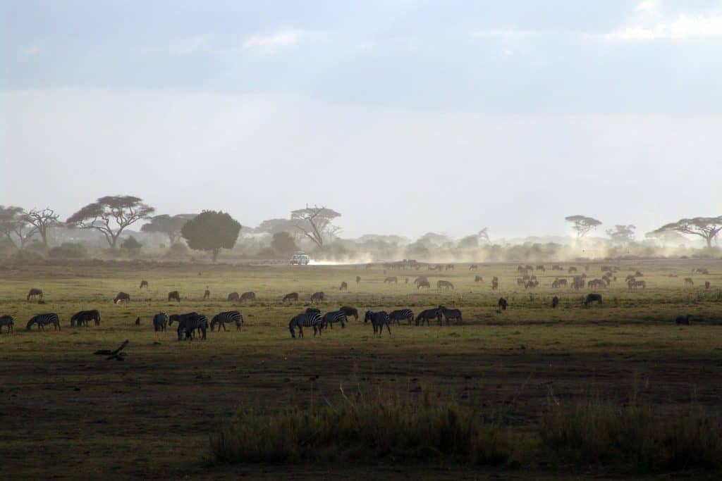 safari wildlife east africa