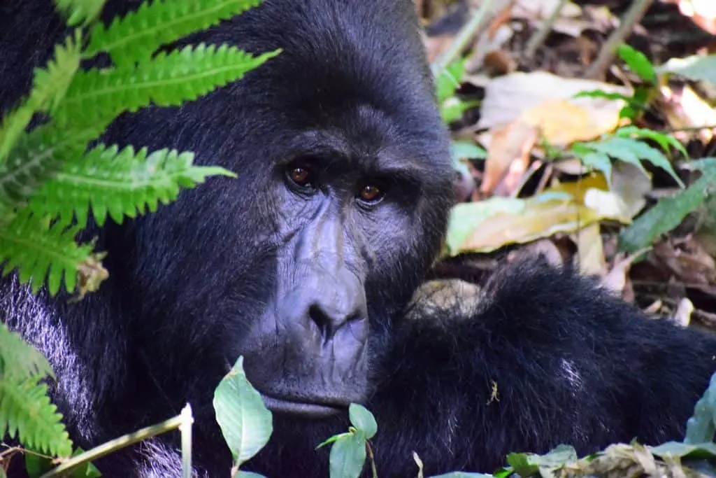 gorilla in jungle wildlife experiences