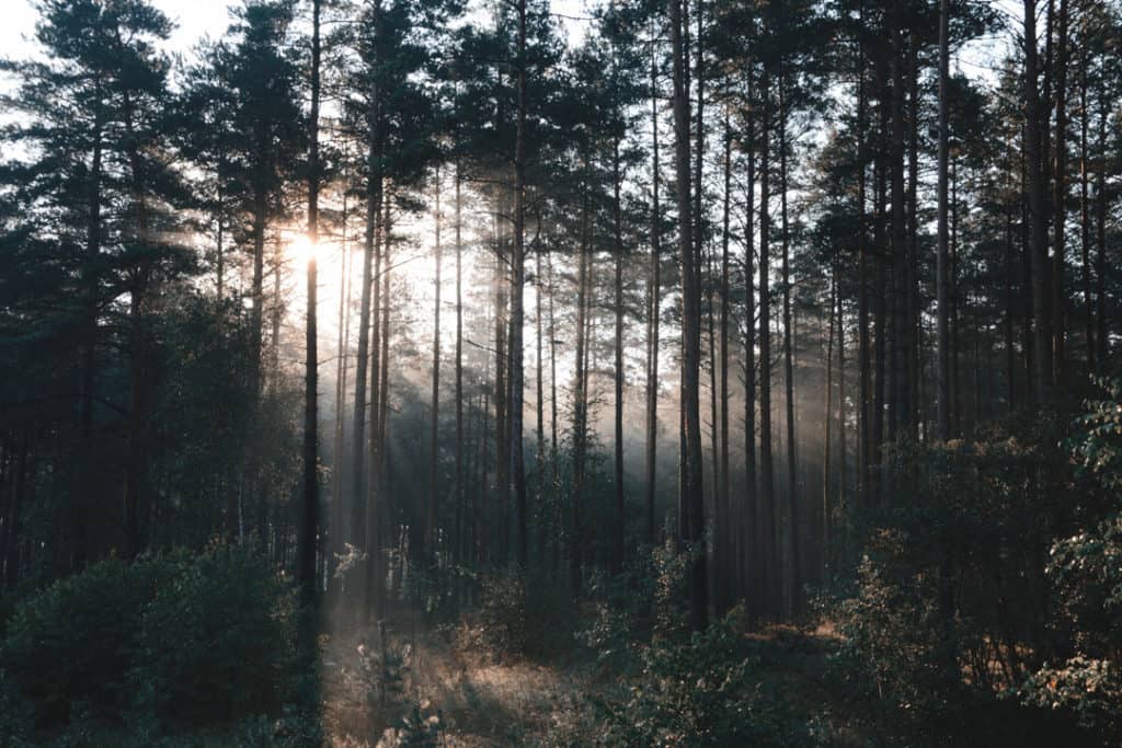 Latvia things to do: the Pokainu Forest