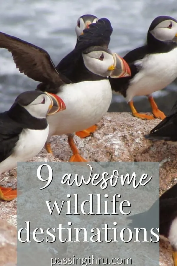 9 wildlife destinations