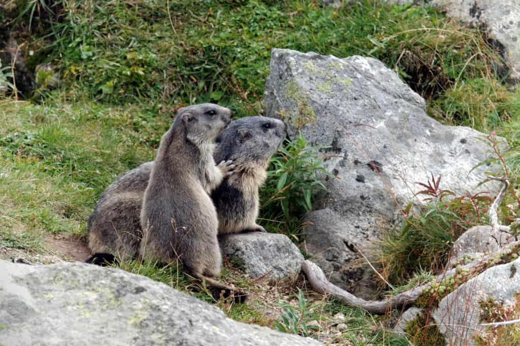 marmots 1755122 1920