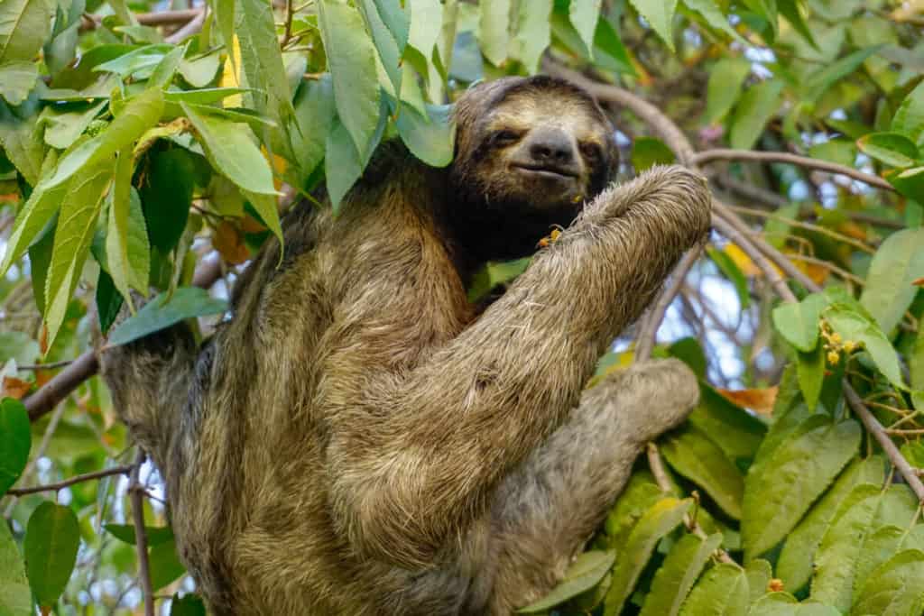 sloth Lora Pope