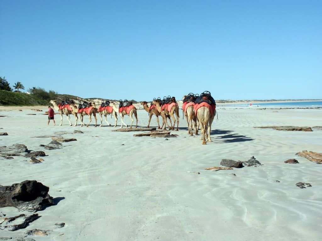 Things to do in Kimberley, Australia - camel ride on Cable Beach