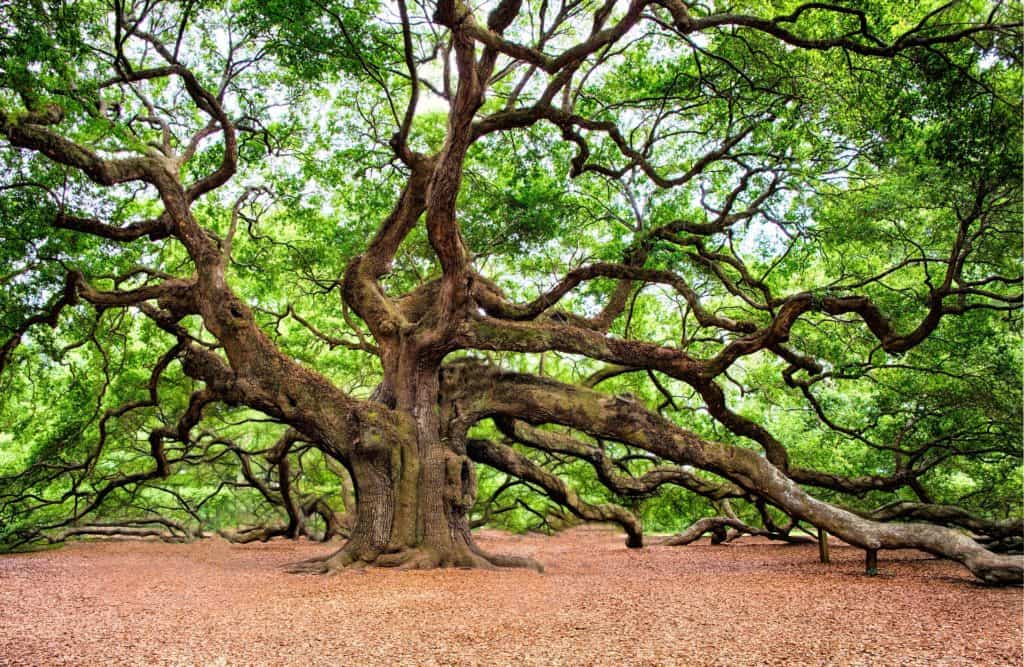 oak tree charleston johns island