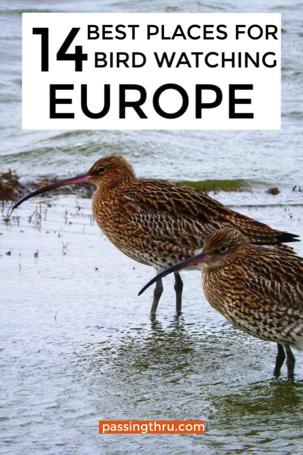 Best Bird Watching Europe