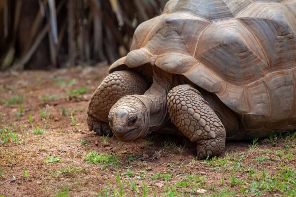tortoise seychelles
