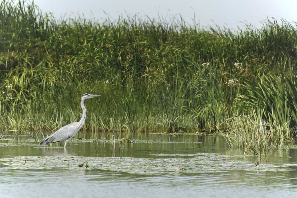 heron on Danube Delta wetland