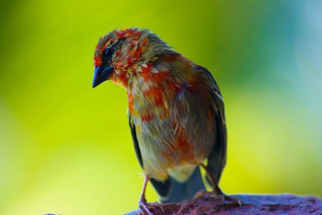 tropical bird seychelles