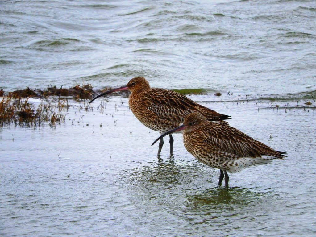 wading shore birds in Texel, the Netherlands