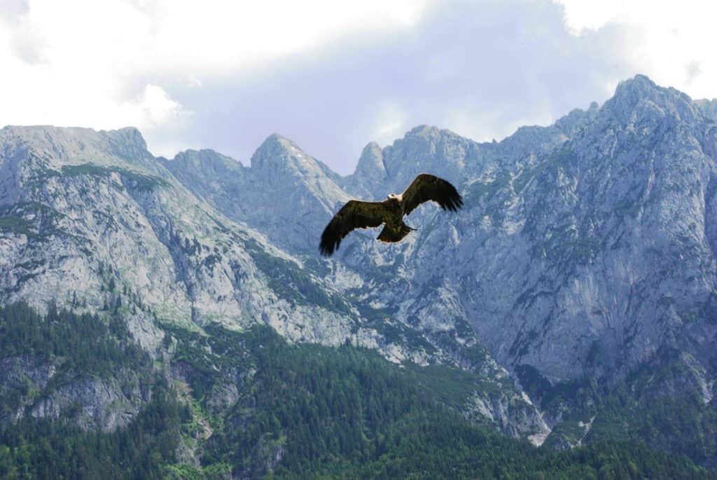 golden eagle soars through rocky mountain pass