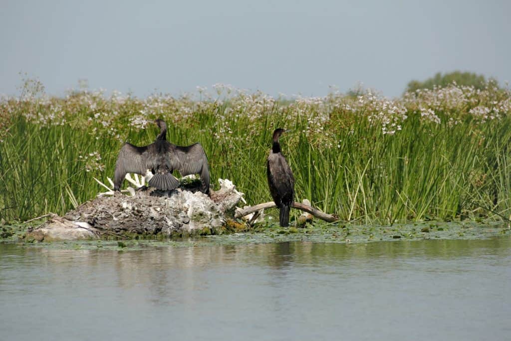 cormorant display on danube delta