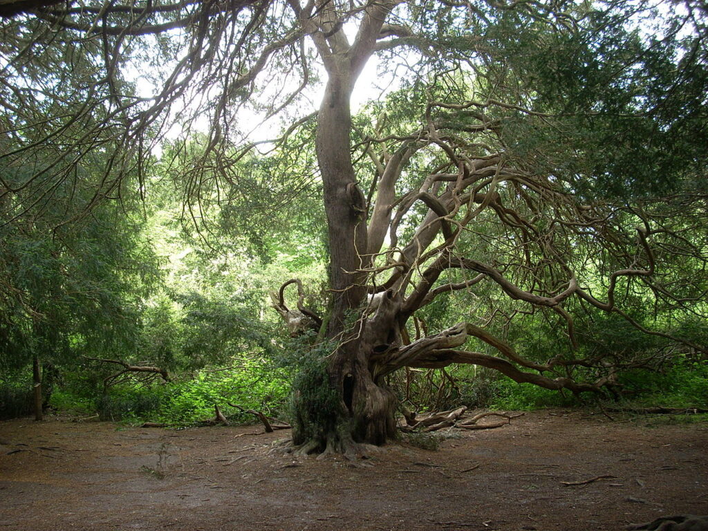 ancient yew tree in kingley vale