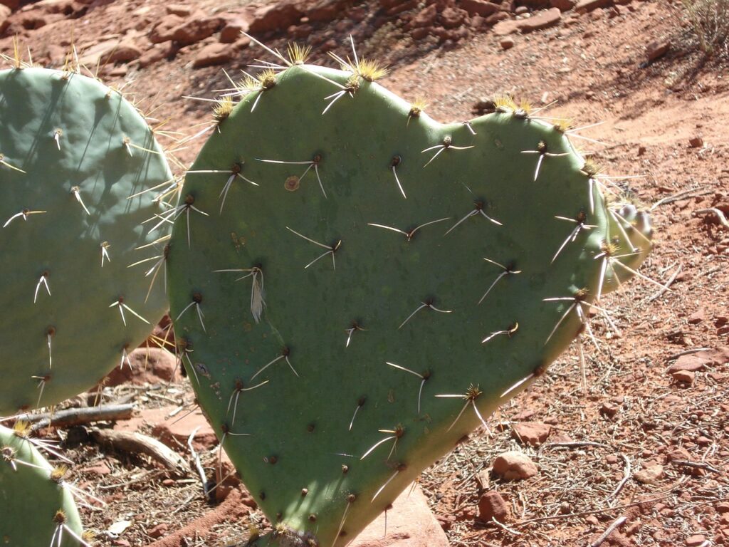 cactus heart sedona