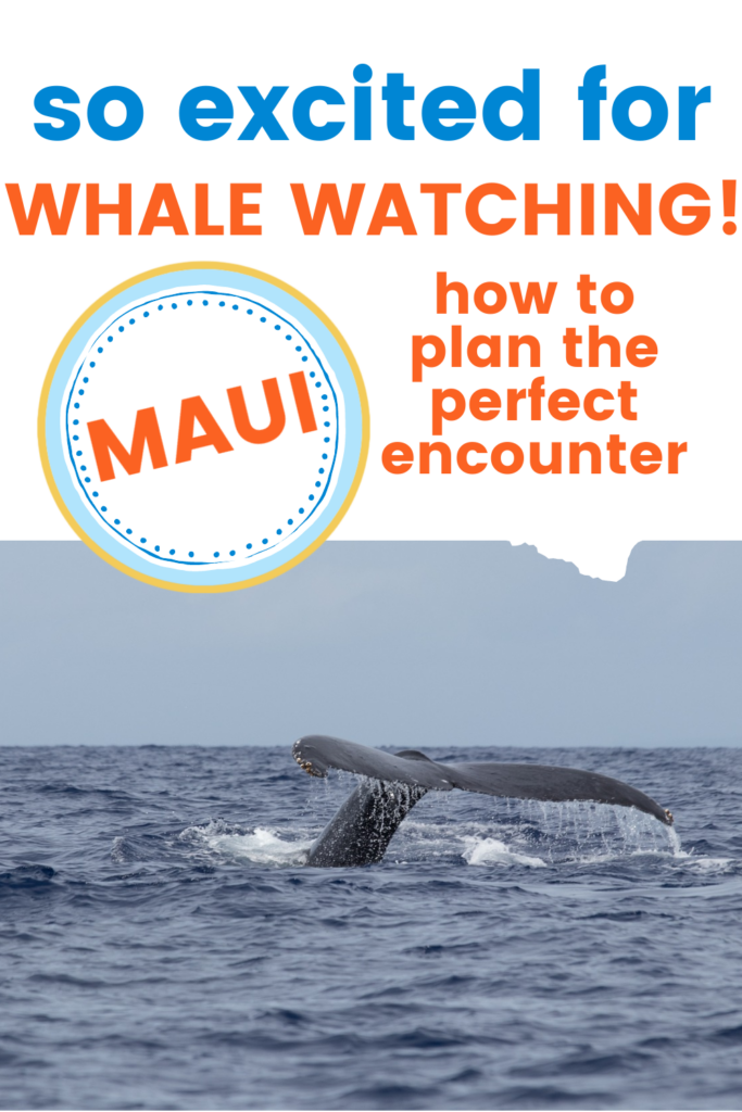 maui whale watching season how to plan the perfect encounter