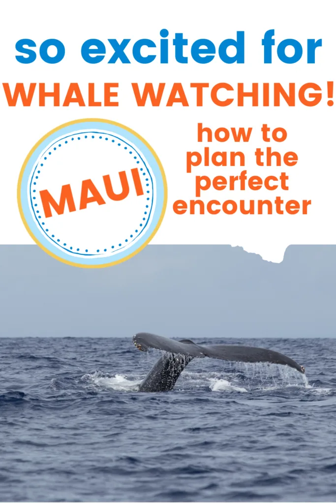 maui whale watching season how to plan the perfect encounter