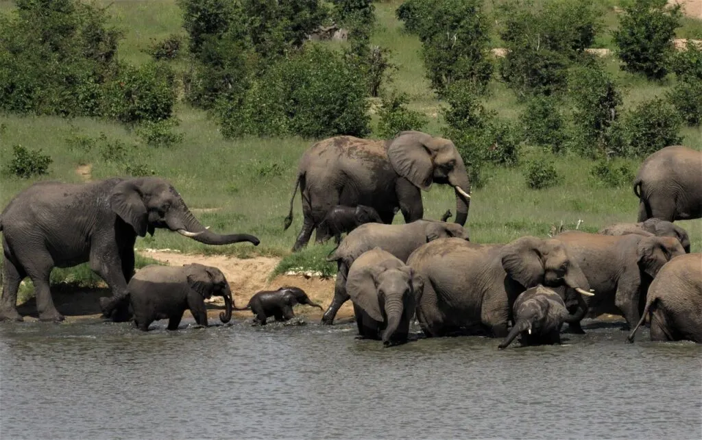elephants in zimbabwe