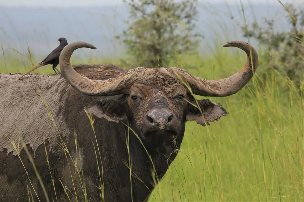 african buffalo safari