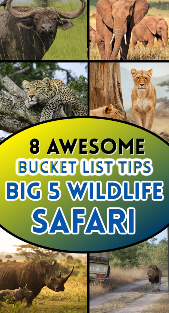 big 5 wildlife safari tips