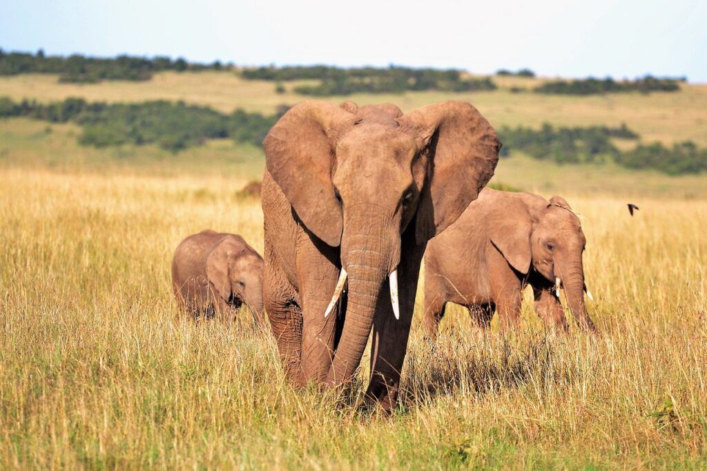 elephants big 5 safari trip sighting
