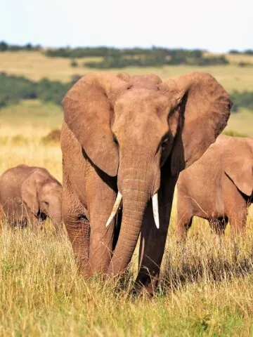 elephants big 5 safari trip sighting