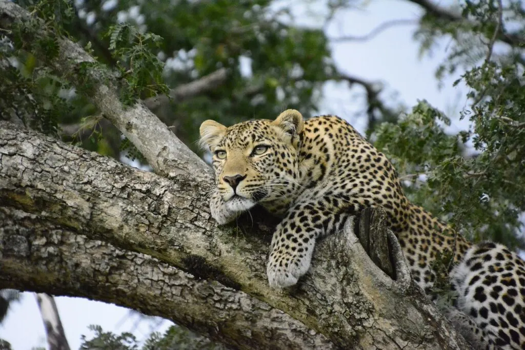 leopard in tree kenya